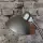 Kaiser Idell 6561 Super Tischlampe mit Schwanenhals und vernickelter Metalloberfläche. Restauriertes Vintage-Original mit markanter Formgebung und Patina.